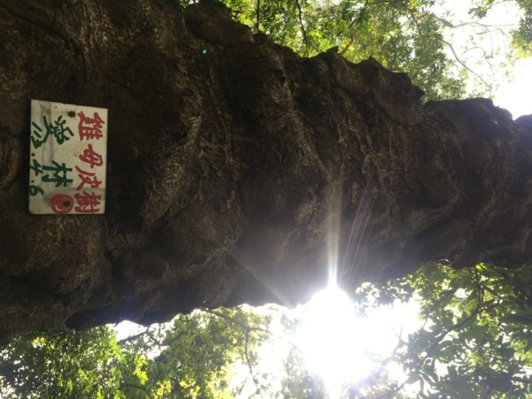 中興林場後山（鑰匙🔑認領2700422