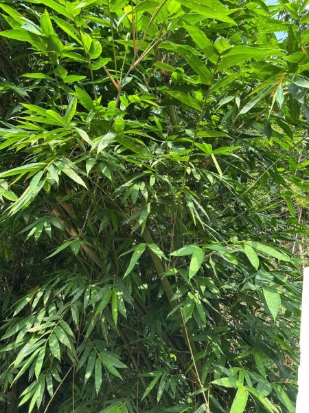 ［竹山］瑞龍瀑布步道  竹山第一美瀑之稱2909723