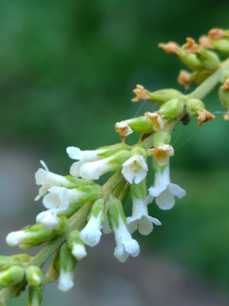 守關山南峰 守關山 守城大山2919096