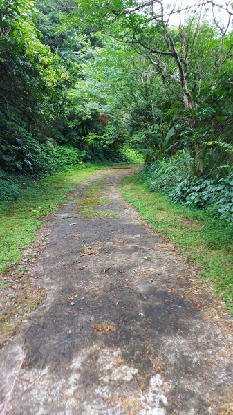 111/07/02陽明山鹿角坑步道、楓林瀑布1753995