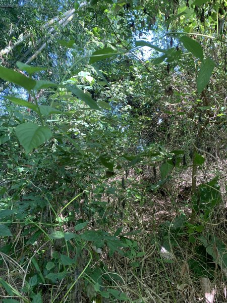 20251122高雄河埧寮2945291