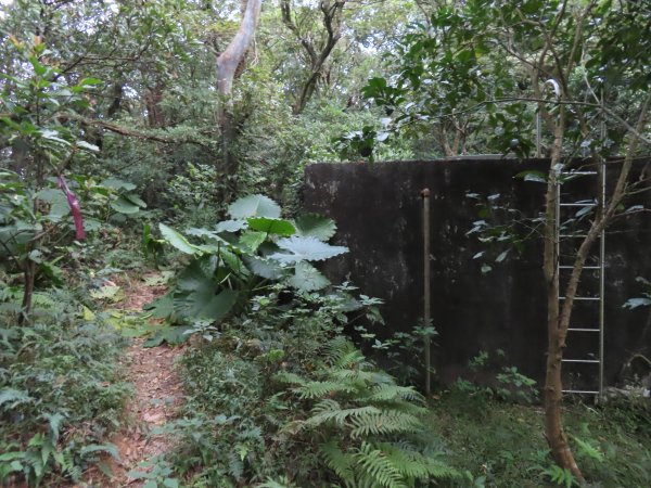 野柳山_駱駝峰稜線_維納斯海岸踏風健走2362538