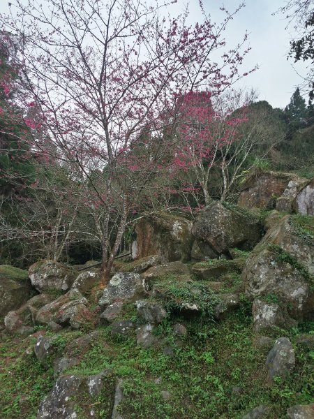 溪頭鳳凰山步道803730