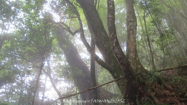 《雲林》望好望角｜石壁山嘉南雲峰步道(中側登山口）202506072805481