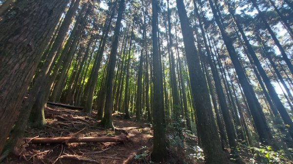 長壽山 看樹 睡午覺1449291