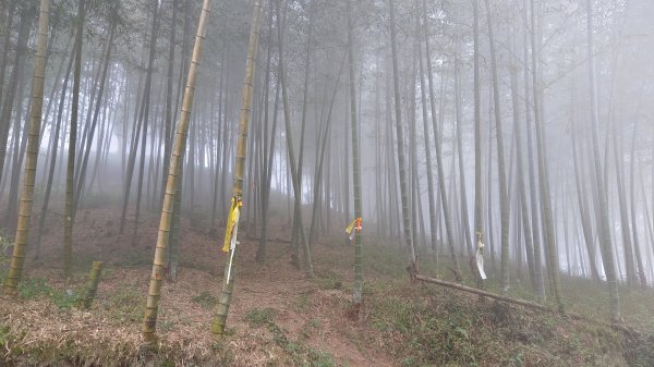 溪頭大崙山“樟空崙山步道+羊頭崙山步道+竹崙/志騰山步道”七連峰（大石公起登大O繞）1905073