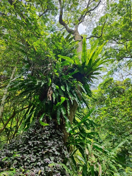 林口新林老公崎步道2773704