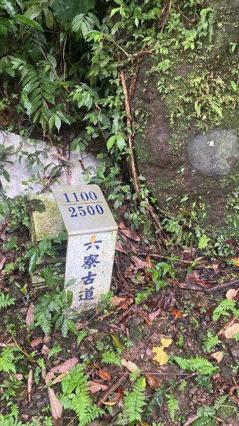 20250705-Ep.03六寮古道-2025森遊竹縣皮皮獅探險隊2851463