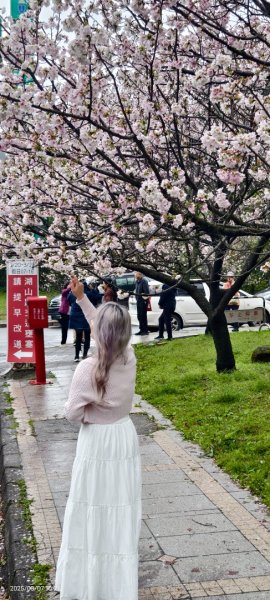 陽明山趴趴走 - 賞櫻花 3/72729267