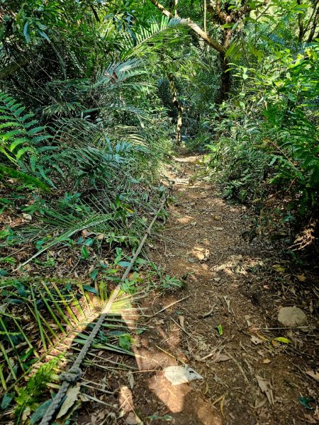 大山背麒麟步道 - 2024森遊竹縣皮皮獅Hike客任務2554889