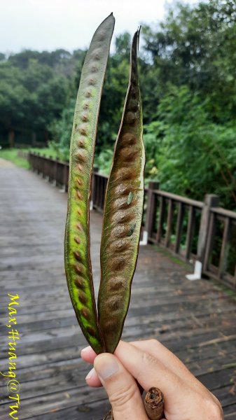 《台中》雙園連走｜東大公園連走都會公園202310072305941