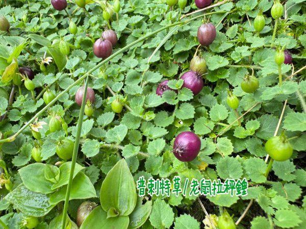 羊彎上武岫大崙山茶園尋山頭2824935