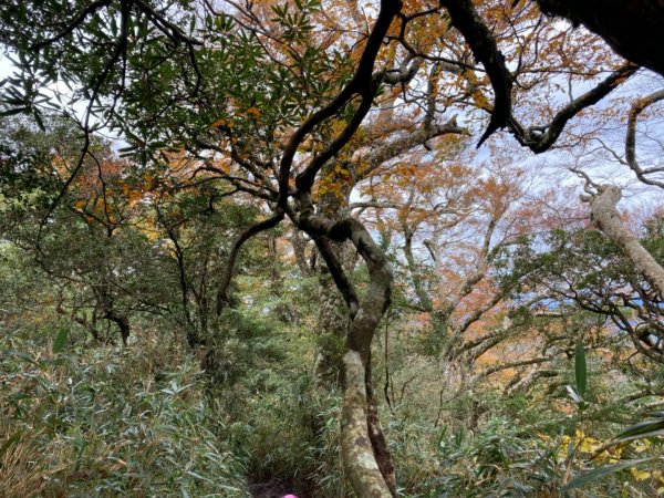 北德拉曼步道+內鳥嘴山1526990