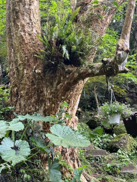 楓樹湖古道、天元宮2809335