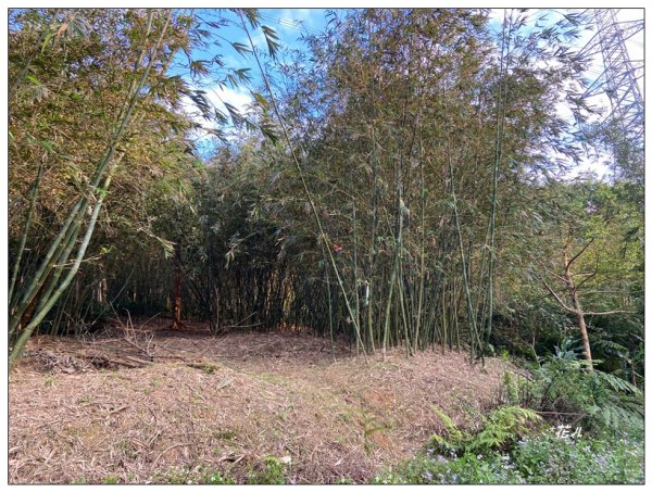 頭寮山、內湳溝山、牛角湳西南峰O型連走2738984