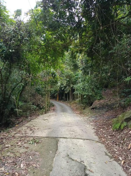 草屯「樹藤岩」台灣省政府圖根補點3131447