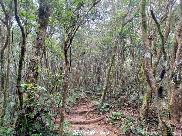 【屏東獅子】山海相望。 小百岳集起來。 編號80小百岳~里龍山自然步道1734731