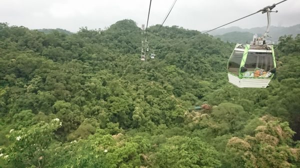 貓空樟樹步道 2017.05.21139489