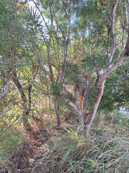 大肚環保公園步道+大尖山+萬里長城步道萬里長城步道202512072956522