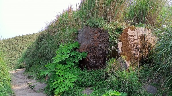 【臺北大縱走 2】【台北-臺灣百大必訪步道】視野遼闊的大屯山主峰，風景秀麗的頂湖海芋步道、水車寮步道1340323