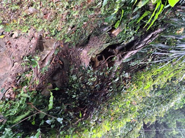 新北五寮尖登山步道3103273