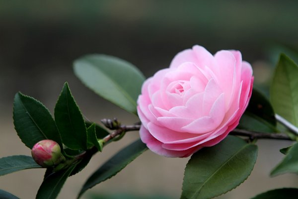 杉林溪賞花872577