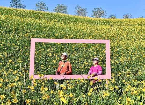 虎山巖賞金針花順撿基石    2025.5.142789453