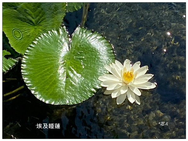 台中公園基石 (砲台山三角原點)2992169