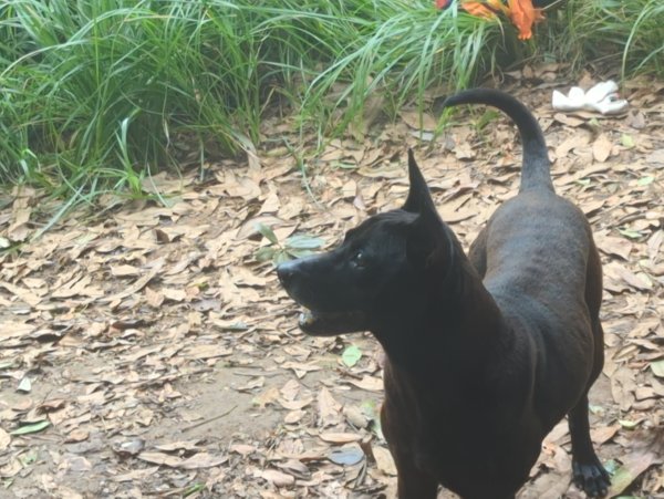 2025.07.13－漫步於森林中：鵝公髻山2835458