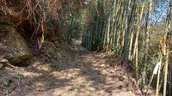 過坑山 大尖山 卓社林道O型1330352