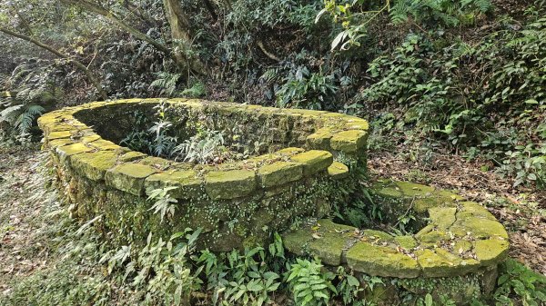 20251007冷水山西峰-三重橋山-挑硫古道-大油坑山前峰-大油坑山2907648