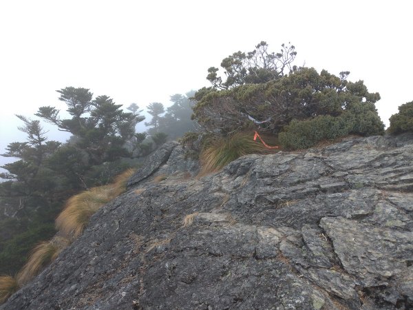 【南投縣仁愛鄉】能高主奇萊南南華山(中)877212