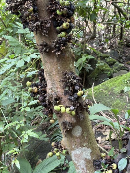 20251018台南 崁馬鞍部啟登崁頭山2920727