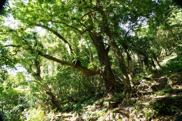 宜蘭 南澳 御恩山2892661