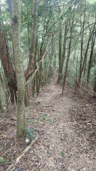 阿冷山 谷關第八雄2877420