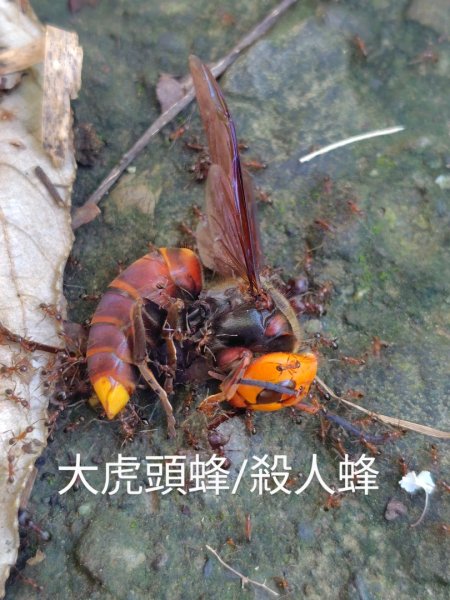 西阿里關山2823108