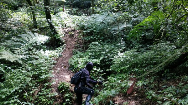 ✅糞箕湖古道回修擴徑.糞箕谷/串接完成 (溝渠遺址出土.糞箕湖雙線谷道貫通.全段新徑開通)2579818