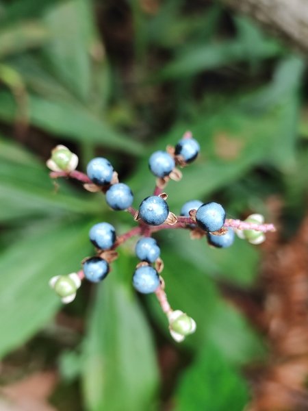 苗栗獅潭鳴鳳古道2929618