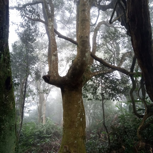 20210123-仙境遇高人-高甫山石牛山縱走