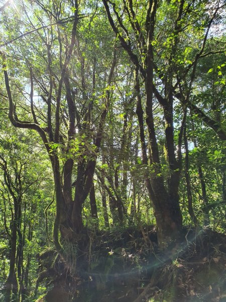 【阿里山】特富野古道1093700