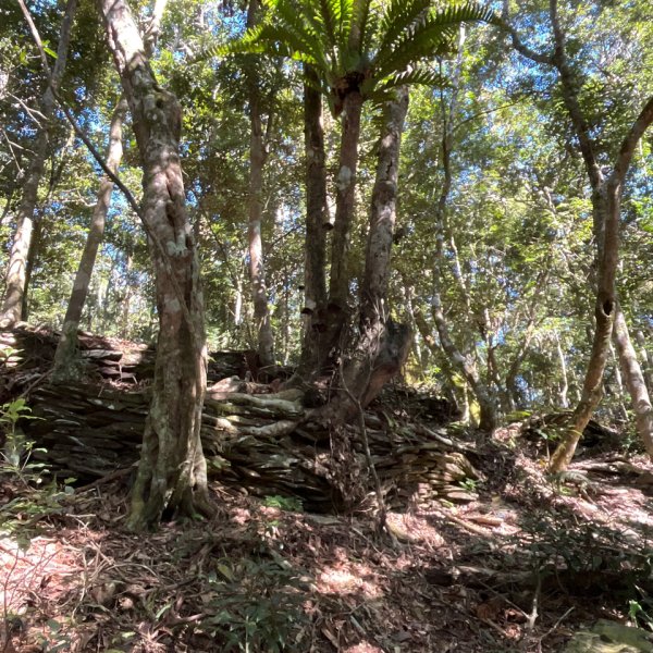 20251116_鳴海山（高雄小百岳）2941568