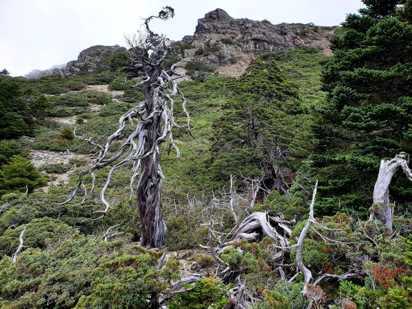 邁向玉山群峰最遙遠的那座山~ 鹿山 (完登玉山山脈9座百岳)