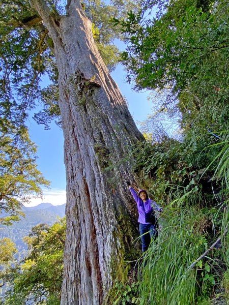 鳶嘴稍來神木、稍來山O型走20209151102478