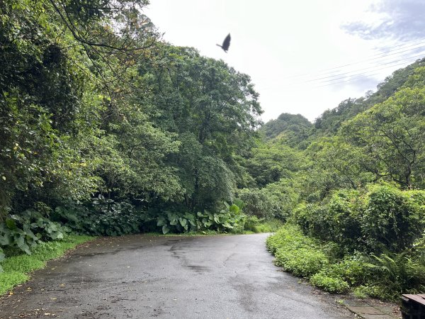 [微笑山線_第三段] 2025_0720 鳶山山系_鳶尾山2843638