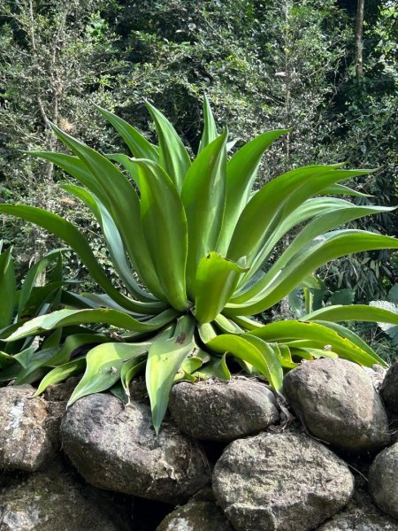 ［竹山］瑞龍瀑布步道  竹山第一美瀑之稱2909728