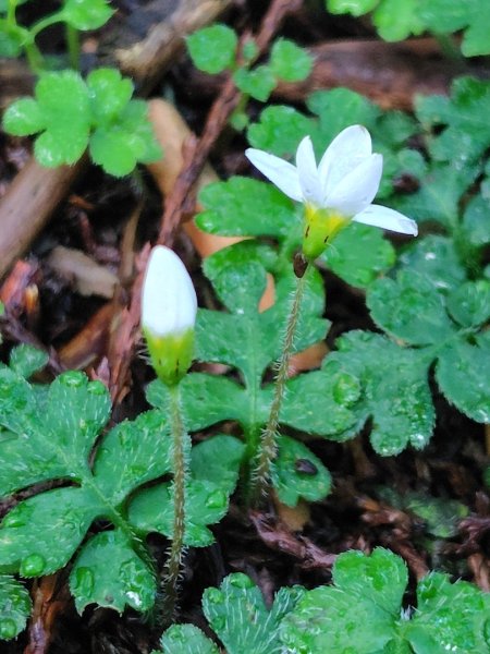 稍來小雪山國家步道、船型山、鞍馬山、鞍馬山東北峰、天池、雪山神木2799838
