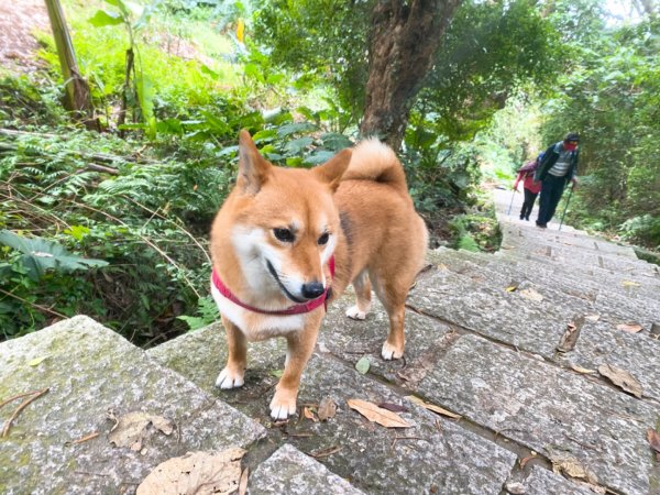 天母水管路古道1068103