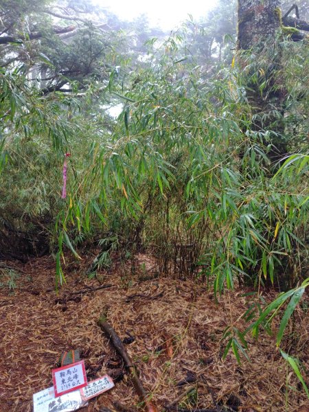稍來小雪山國家步道、船型山、鞍馬山、鞍馬山東北峰、天池、雪山神木2799759