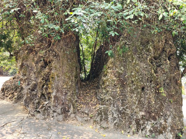 小百岳No.74⛰大崗山3025119