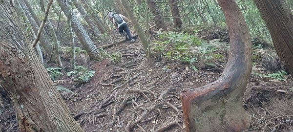 20240720_油羅山+太閣南山2555911